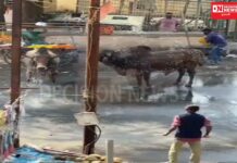 આખલાઓએ લડતાં લડતાં લારી તોડી નાખી..