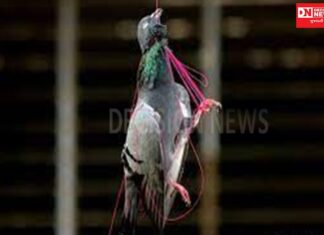 પતંગની દોરીથી 6 લોકોની જિંદગી કપાઇ, 1400 પશુ પક્ષી ઘાયલ,108ને 2299 ઈમરજન્સી કોલ મળ્યાં