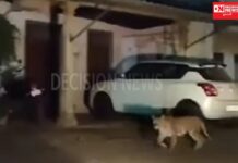 વાંસદાના સિણધઈ, ખંભાલિયા, ચરવી, ઉનાઈ વિસ્તારમાં દીપડાઓના મરઘાં, કૂતરા, ડુક્કરનો શિકાર કરવા આંટાફેરા.. CCTV માં કેદ