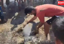 વલસાડના કોસંબા દીવાદાંડી ગામે માછીમારની જાળમાં ડોલ્ફિન ફસાઈ..