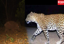 દીપડા, ભૂંડના હુમલાથી ખેડૂતો રાત્રિના ખેતરે જઈ શકતા નથી..