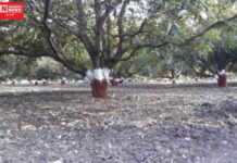 આંબાવાડીવાળા ખેડૂતો સાંભળો.. આંબાના થડમાં લગાવી દો આ પાવડર, જીવાત થઈ જશે અદ્રશ્ય..