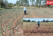 નેત્રંગ તાલુકાના ગુંદિયા-પેટિયાના ખેડૂતોનાં પાક માટે પાણીની તંગી, સિંચાઈ વિભાગે કરી લીધા આંખઆડાકાન !