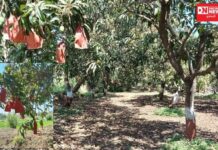 આદિવાસી ખેડૂતોને આંબાવાડીમાં કેરી પાકને બચાવવા અને આવક વધારવા ઘોડવણીના ઠાકોરકાકાએ શું આપી સલાહ..