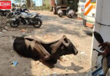 ભરૂચ પોલીસે બીમાર ગાયની 24 કલાક સારવાર કરી મરણપથારીએથી બચાવી…