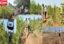 ઝઘડિયા તાલુકાના સારસા ગામે સામાજિક વનીકરણ નર્સરીની ઝઘડિયા રેન્જ અધિકારીએ મુલાકાત લીધી..