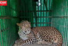 ચીખલીના ચિતાલી ગામમાં દીપડો પાંજરે પુરાયો…