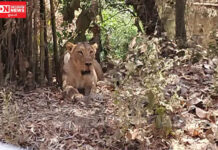 સાતમાલિયા ડિયર પાર્ક પ્રવાસીઓના આકર્ષણનુ કેન્દ્ર બન્યું.. ઉનાળું વેકેશનમાં પ્રવાસીઓની સંખ્યા વધશે…