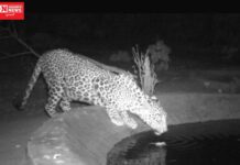 ઉનાળામાં વન્ય પ્રાણીઓ માટે જંગલમાં ખાસ વ્યવસ્થા, સુરત-તાપી જિલ્લામાં 90 કૃત્રિમ પાણીના પોઇન્ટ બનાવાયા…