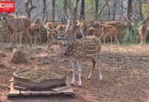 સેલવાસના સાતમાલિયા ડિયર પાર્કમાં ભીષણ ગરમી વચ્ચે વન્યજીવો માટે તળાવ અને ખોરાકની સુવિધા…