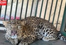 વાંસદના ખાટાઆંબા ગામે અવારનવાર દેખાતી દીપડી આખરે પાંજરે પુરાઇ…