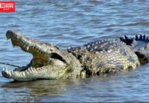 ભરૂચમાં અંકલેશ્વરના જીઆઇડીસી રિઝર્વ તળાવમાં 6 ફૂટનો મગર આવી ગયો…