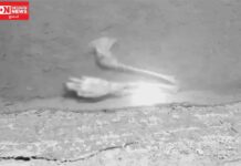 ભરૂચના દહેજમાં મીઠાના અગરમાંથી માનવીના હાથનું હાડપિંજર મળી આવ્યું.. ફોરેન્સિક તપાસ માટે મોકલાયાં…