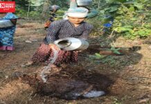 ડાંગના 239 હેક્ટર જંગલ વિસ્તારમાં રોપાને બચાવવા પાણી અને ખાતર અપાયું…