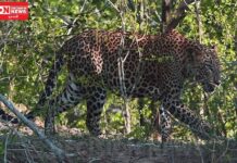 નવસારીના સરપોર ગામે દીપડાએ બે વાછરડાને ફાડી ખાધા.ગ્રામજનોમાં ફરી ભય..