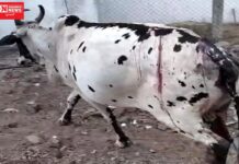 આહવામાં ગાય ઘરમાં ઘૂસી અનાજ ખાઈ જતા મહિલાએ કુહાડી વડે ગાય પર હુમલો કરતા પોલીસ ફરીયાદ નોંધાઈ…