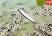 વલસાડના શંકર તળાવ છરવાડા હદ વિસ્તારમાંથી પસાર થતી બામ ખાડીમાં હજારો માછલી મૃત મળી..