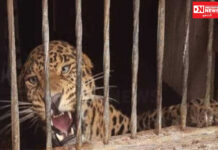 નવસારીના સાદકપોર ગામમાં દીપડો પાંજરે પુરાયો..ખેતરમાંથી 5 વર્ષનો દીપડો પકડાયો..