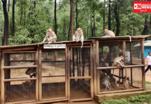 નવસારીમાં રાહદારીઓ પર હુમલો કરતા તોફાની વાનરનું વન વિભાગે રેસ્ક્યૂ કરી જંગલમાં છોડયો..