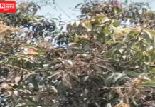 અંકલેશ્વરમાં પ્રદૂષણ અને ગરમીથી આંબાનો મોર બળ્યો; 70% ઘટાડાની આશંકા…