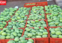 નવસારીના માર્કેટયાર્ડમાં કેસરનો મણનો ભાવ 2120 સુધી બોલાયો…