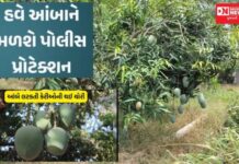 પોલીસ કેરીના ઝાડ ની કરશે રખેવાળી.. નવસારીમાં 7:50 કરોડ રૂપિયાની કેરીની ચોરી.. શું છે મામલો: વાંચો