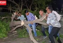 ભરૂચમાં વાવાઝોડાથી રસ્તા પર મોટું વૃક્ષ પડયું , પોલીસ અને સ્થાનિકોએ તાત્કાલિક હટાવ્યું અને વાહન વ્યવહાર પુનઃ શરૂ કર્યો…