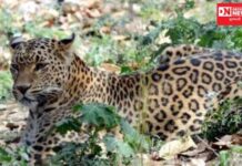 સોનગઢમાં બાઇક પર જતા યુવક પર દીપડાએ કર્યો હુમલો, ગ્રામજનો ભયભીત,