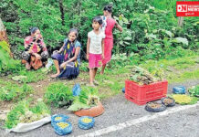 કમોસમી વરસાદે ડાંગવાસીઓમાં અણધારી ખુશી લાવી.. કુદરતી રીતે ઊગી નીકળી ‘ઔષધિ’