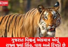 ગુજરાતના નામે મોટો રેકોર્ડ, સિંહ, વાઘ અને દિપડા ધરાવતું વિશ્વનું એકમાત્ર રાજ્ય..