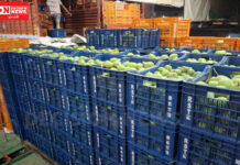 વલસાડ જિલ્લાની 37 હજાર આંબાવાડીઓમાં આ વર્ષે કેરીના પાકને ત્રણ મોટા ફટકા પડયા..