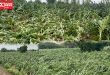 ઝઘડિયા તાલુકાના નર્મદા નદી કાંઠા સહિતના વિસ્તારોમાં કમોસમી વરસાદ અને વાવાઝોડાના કારણે ખેતીના પાકને ખૂબ મોટાપાયે થયું નુકસાન..