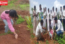 વિશ્વ પર્યાવરણ દિવસે ધરમપુરના પિંડવળ ડુંગર પર બીજોનું વાવેતર કરતી બાળકી તસવીર પર્યાવરણના સંવર્ધન અને સુરક્ષા માટેના નવી પેઢીની બાળકોના જુસ્સાનું પ્રતિબિંબ..