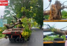 રસ્તાઓ, બિલ્ડિંગો કે ડેવલપમેન્ટના કામની જગ્યાએ વૃક્ષોને કાપીને નામશેષ કરવાને બદલે આવી ટેકનોલોજી અપનાવી.. નિલમ પટેલ