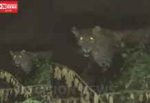 વાલિયાના સોડગામની સીમમાં છેલ્લા ત્રણ દિવસથી દીપડો આંટાફેરા કરતાં દ્રશ્ય સામે આવ્યા…