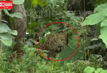 નર્મદા જિલ્લામાં દીપડાઓની સંખ્યા વધી રહી.. ગામમાં દીપડાના આંટાફેરાથી ગ્રામજનોમાં ભયનો માહોલ..