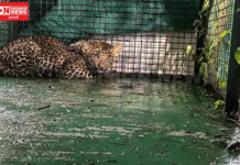 દીપડી બન્ને બચ્ચાઓ સાથે શિકારની શોધમાં ભટકતી ભટકતી ધૂમખલ પ્લાન્ટેશન નર્સરીનાં કમ્પાઉન્ડમાં ઘુસી જતા કૂવામાં એક બચ્ચું ખાબક્યું…