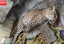 ખેરગામના વાડ ગામે જીવંત વીજતાર અડી જતાં દીપડાનું કરંટથી મોત..