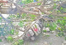 વલસાડ ધરમપુર ચોકડી નજીક તોતિંગ વડ વૃક્ષ ભારે પવન ફૂંકાતા ભોય ભેંગું.. એક યુવા ઇજાગ્રસ્ત..