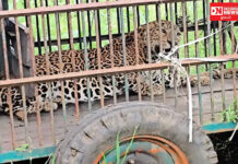 ચીખલીના ખૂંધમાં ગામે શિકારની શોધમાં આવેલો 4 વર્ષીય દીપડો પાંજરે પુરાયો..ગ્રામજનોએ રાહતનો શ્વાસ લીધો..