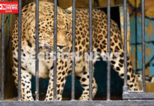 નવસારીના મછાડ ગામના સ્કૂલ ફળિયા નજીક મરઘા ફાર્મ પાસે વન વિભાગે ગોઠવેલા પાંજરામાં દીપડો ઝડપાયો..