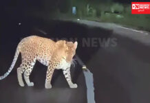 નડગખાદી-હનવતચોંડ માર્ગમાં રાત્રિ દરમિયાન દીપડો લટાર મારતા નજરે પડયો.. સમગ્ર પંથકમાં ભયનો માહોલ..