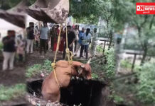 ભરૂચના દૂધધારા વિસ્તારમાં આવેલા વિનય કોમ્પ્લેક્ષ નજીક ખુલ્લા કાંસના કારણે એક ગાય ખાબકેલી…