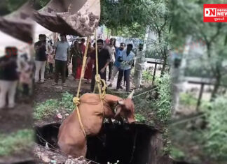 ભરૂચના દૂધધારા વિસ્તારમાં આવેલા વિનય કોમ્પ્લેક્ષ નજીક ખુલ્લા કાંસના કારણે એક ગાય ખાબકેલી…