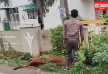 રાજપીપળામાં વીજળીના થાંભલામાંથી કરંટ ઉતરતા એક ગાયનું ઘટના સ્થળે જ મોત..