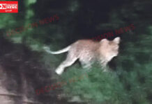 વાંસદા તાલુકાના ભીનાર ગામના ડુંગરી ફળિયામાં દીપડો લટાર મારતા જોવા મળ્યો..