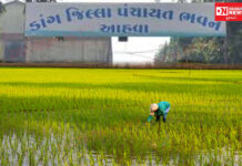 ડાંગમાં ખેડૂતોએ રોપણી પૂરી છતાં પંચાયતના ખેતીવાડી વિભાગ દ્વારા બિયારણ અને રાસાણિક ખાતર વિતરણ..