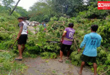 વલસાડ જિલ્લાના ધમડાચી ગામમાં મુખ્ય માર્ગ પર આવેલા સરકારી ઝાડોની કાપણીને લઈને સર્જાયો વિવાદ…