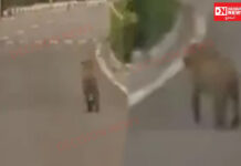 સ્ટેચ્યુ ઓફ યુનિટી તરફ જતા જાહેર રસ્તા પર દીપડો લટાર મારતો નજરે પડતાં પ્રવાસીઓ અને સ્થાનિકોમાં ભયનો માહોલ..