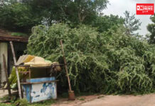 હાંસોટના ઇલાવ ગામમાં બસ સ્ટેન્ડ પર વૃક્ષ તૂટી પડતાં નાસ્તાની બંને કેબીન પડી ગયા..જાનહાનિ થઈ ટળી